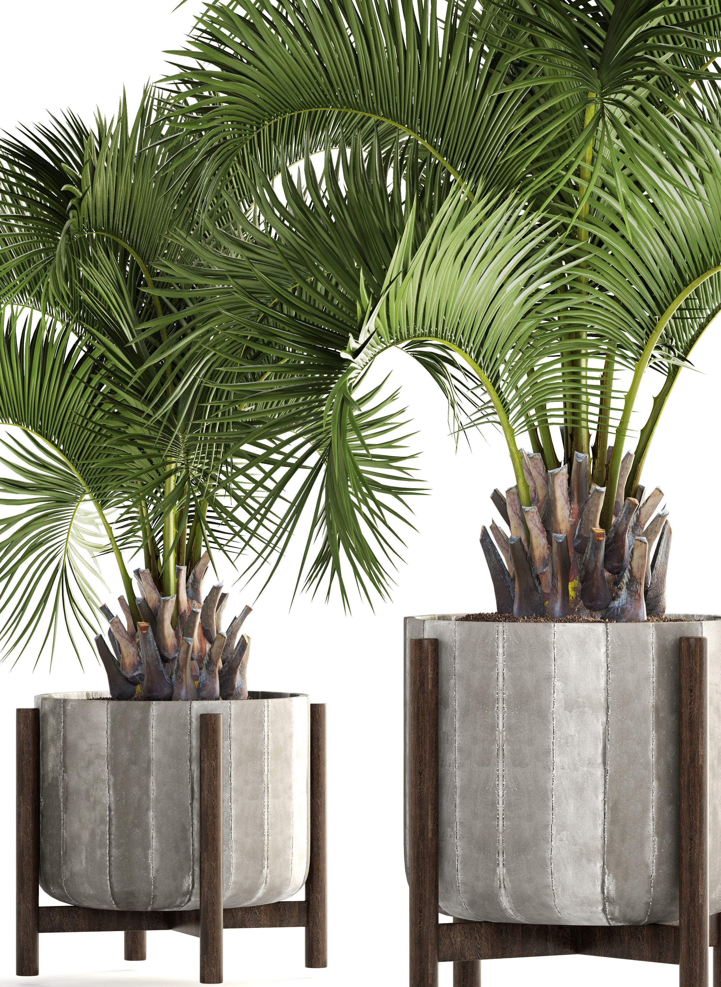 Collection palms Butia capitata 3D model_3
