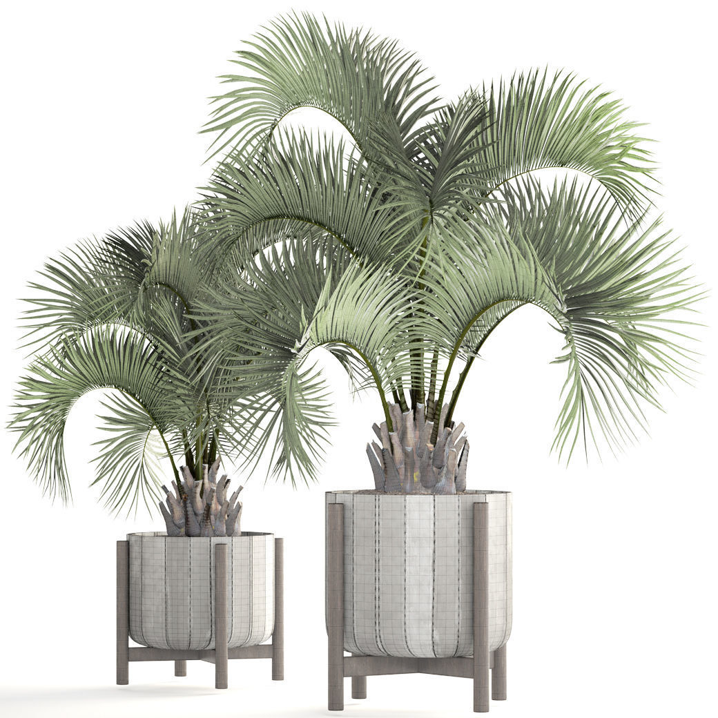 Collection palms Butia capitata 3D model_5