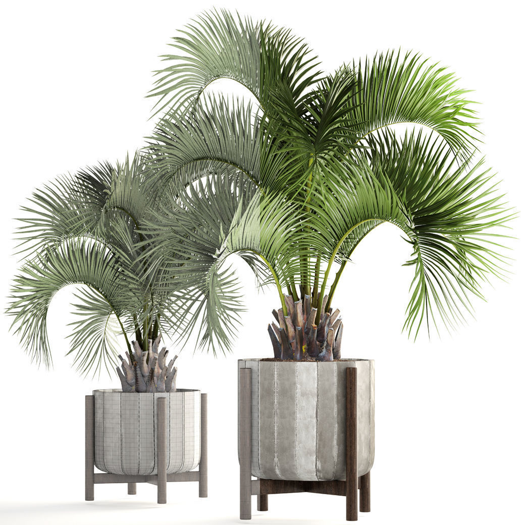 Collection palms Butia capitata 3D model_4