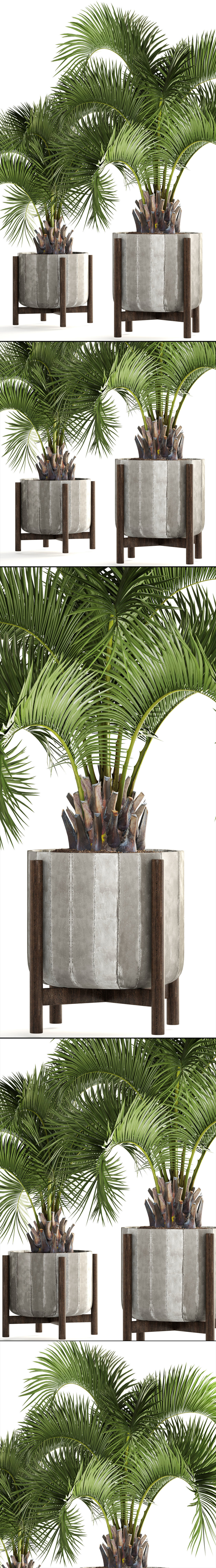 Collection palms Butia capitata 3D model_11