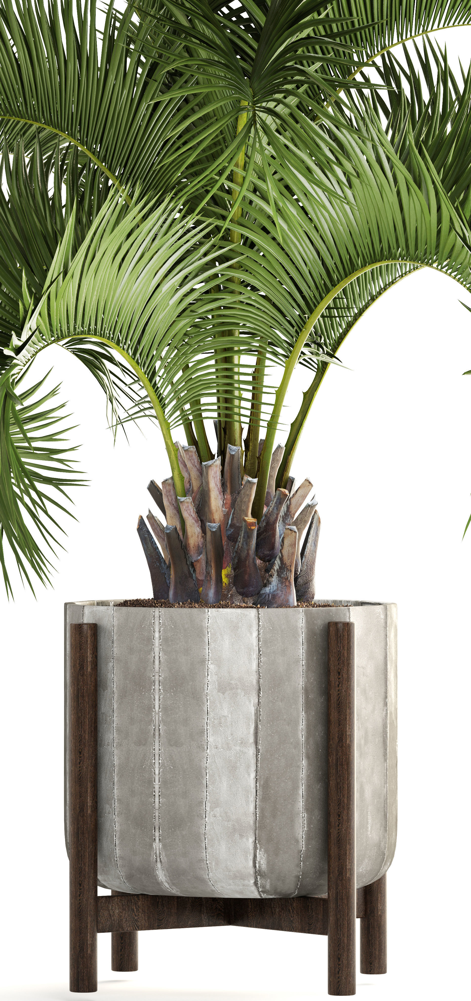 Collection palms Butia capitata 3D model_1