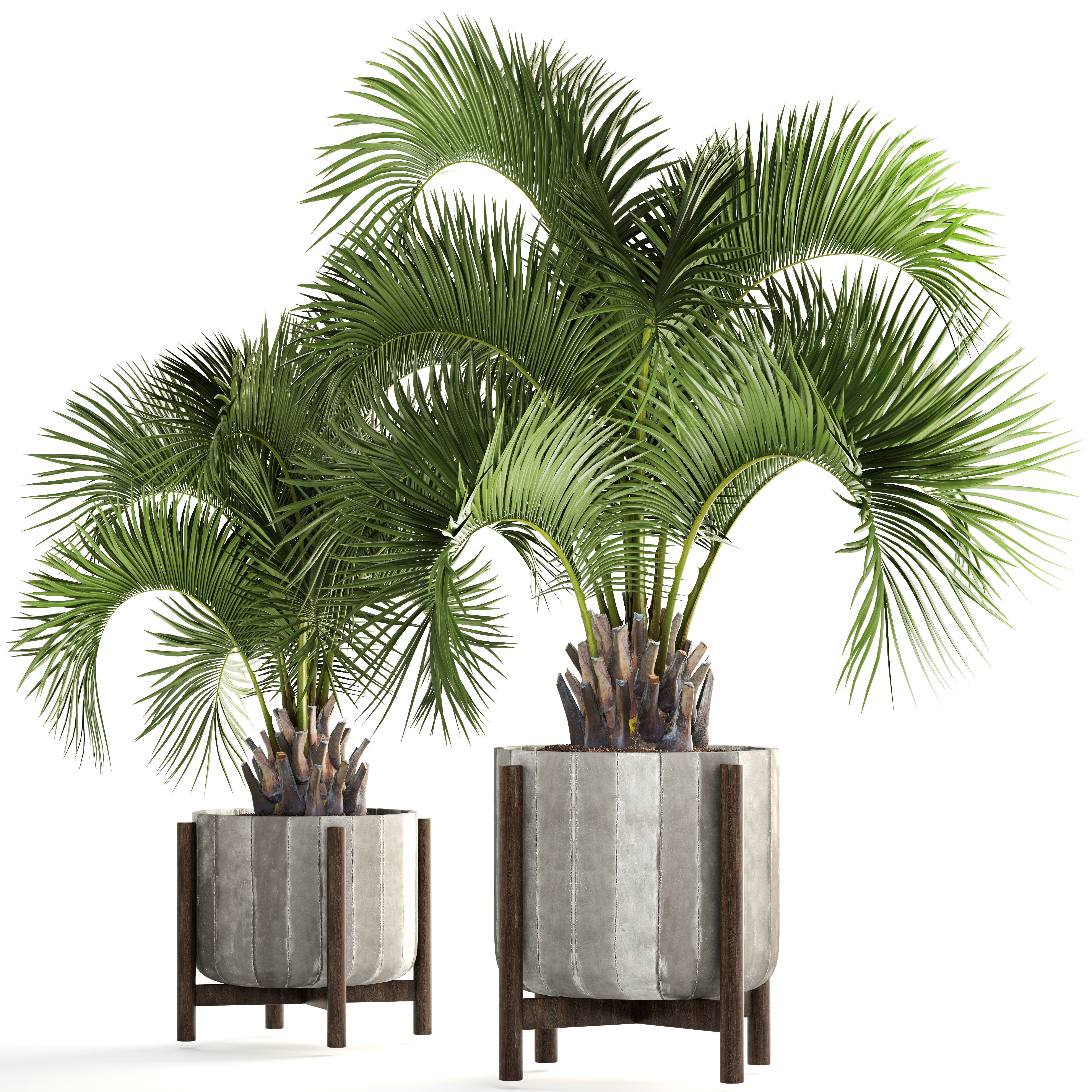 Collection palms Butia capitata 3D model_9