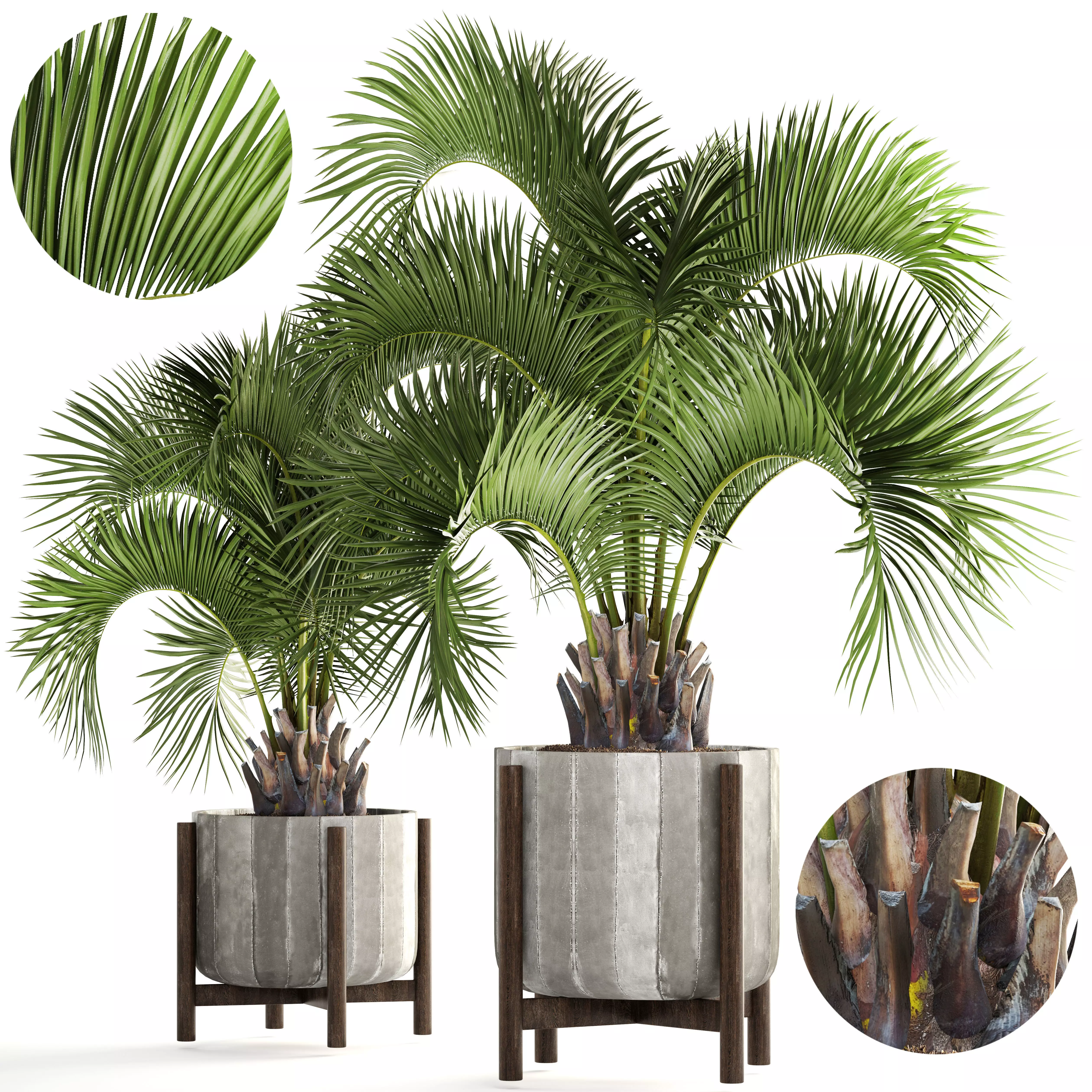 Collection palms Butia capitata 3D model_0