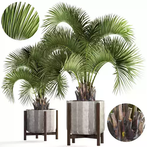 Collection palms Butia capitata 3D model