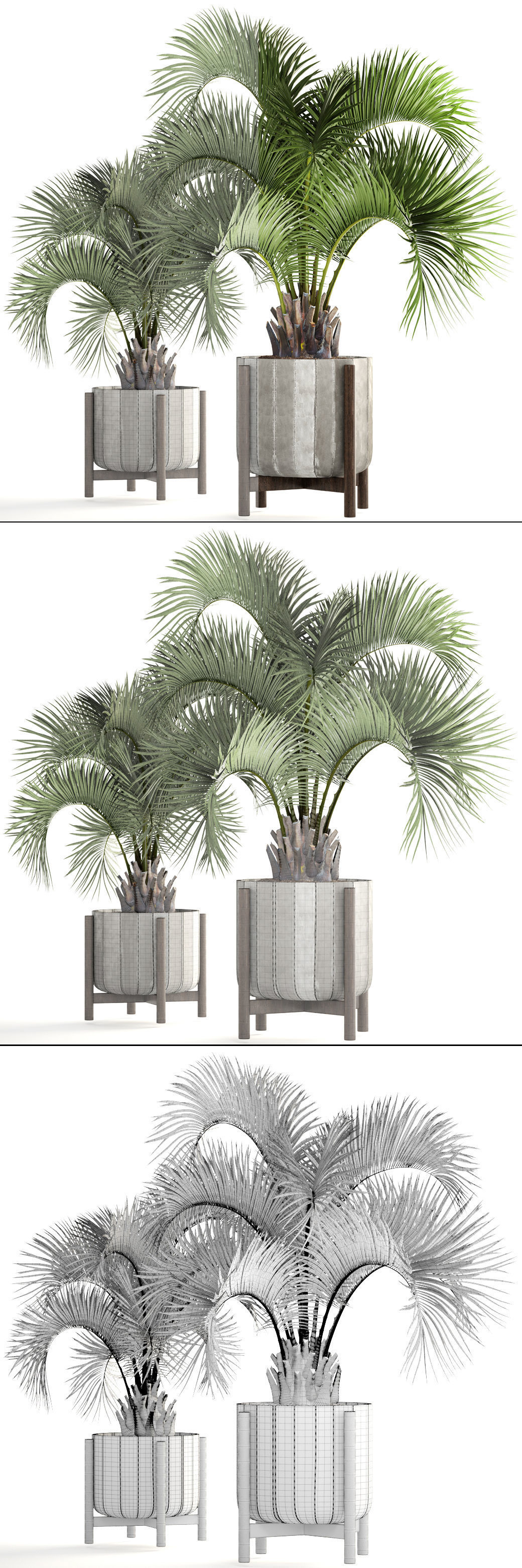 Collection palms Butia capitata 3D model_8