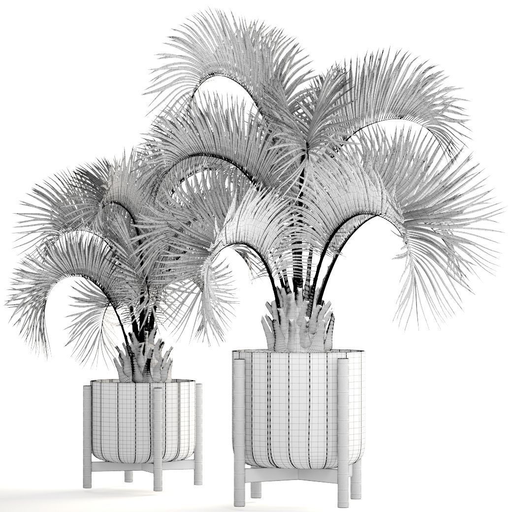 Collection palms Butia capitata 3D model_6