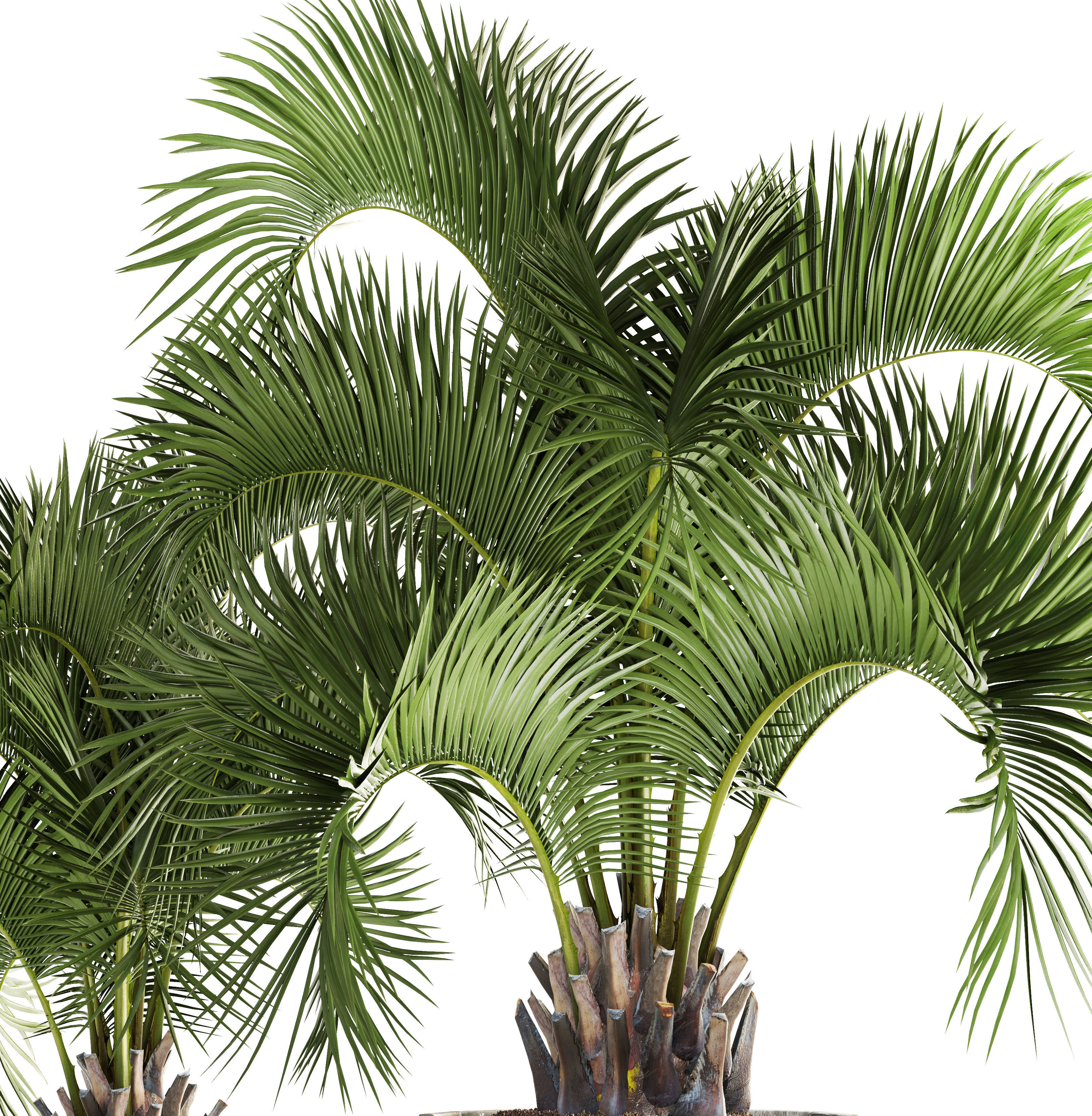 Collection palms Butia capitata 3D model_10