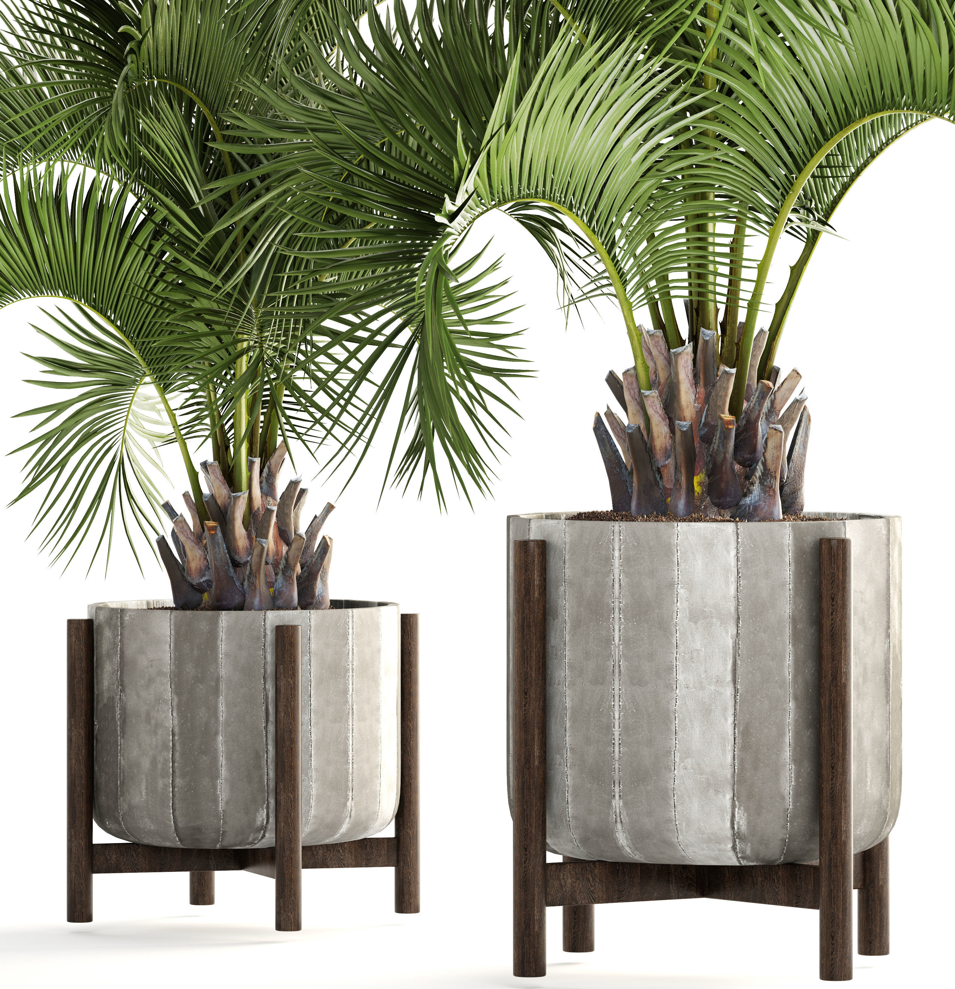 Collection palms Butia capitata 3D model_2