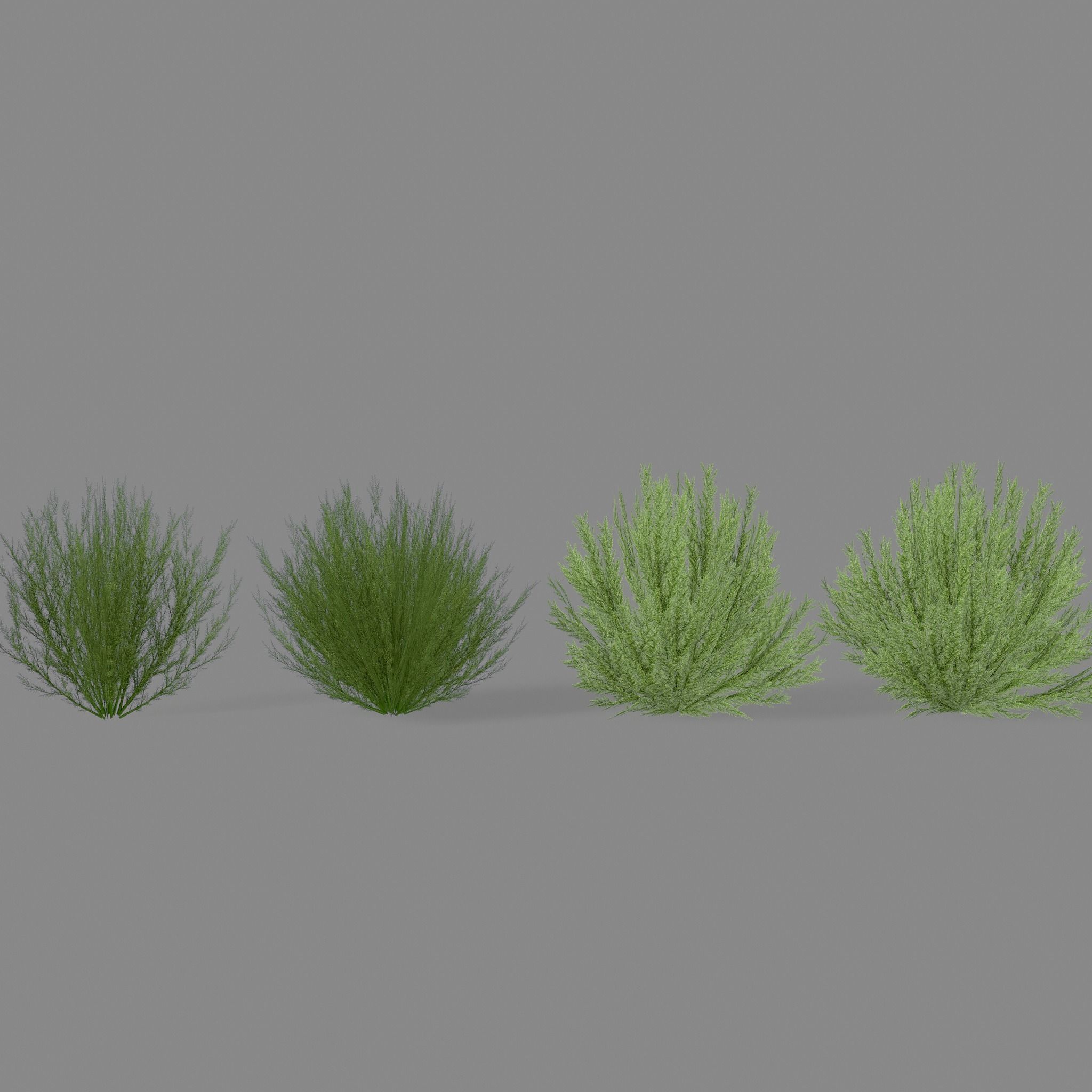 Shrub Rosmarinus 1 Low-poly 3D model_8
