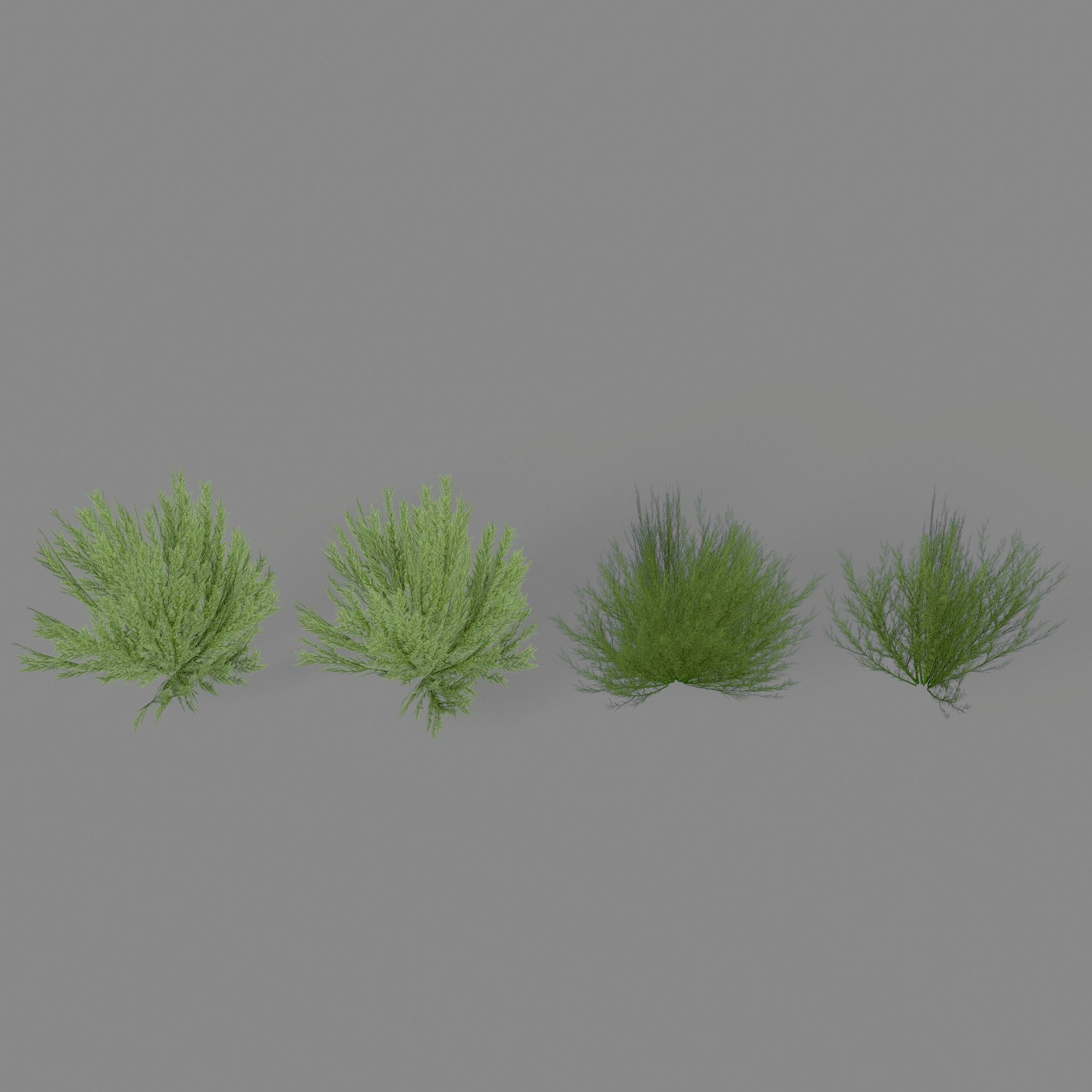 Shrub Rosmarinus 1 Low-poly 3D model_11