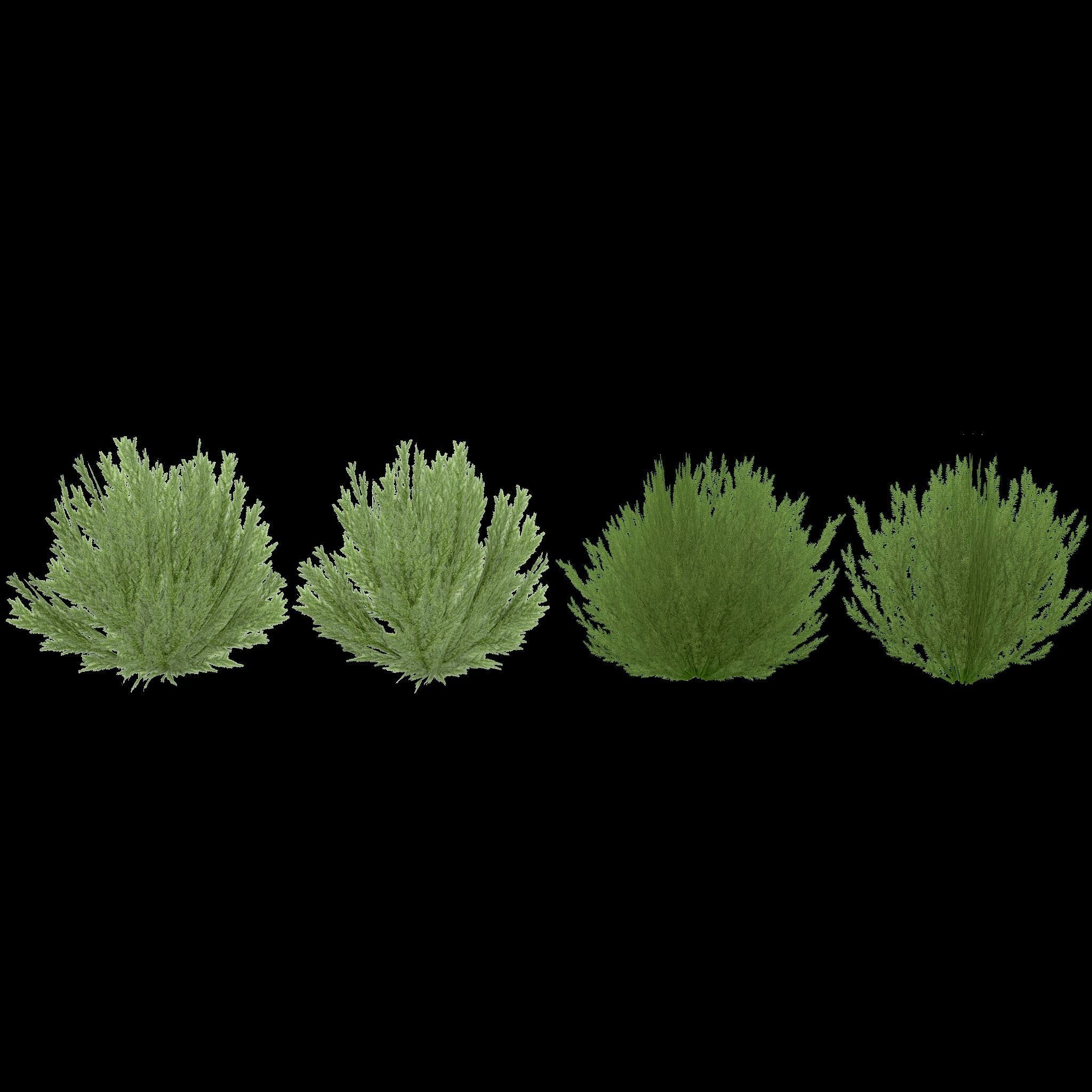 Shrub Rosmarinus 1 Low-poly 3D model_4