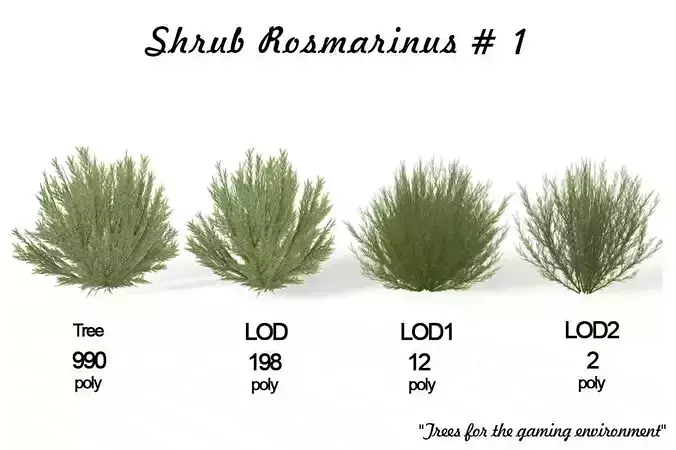 Shrub Rosmarinus 1