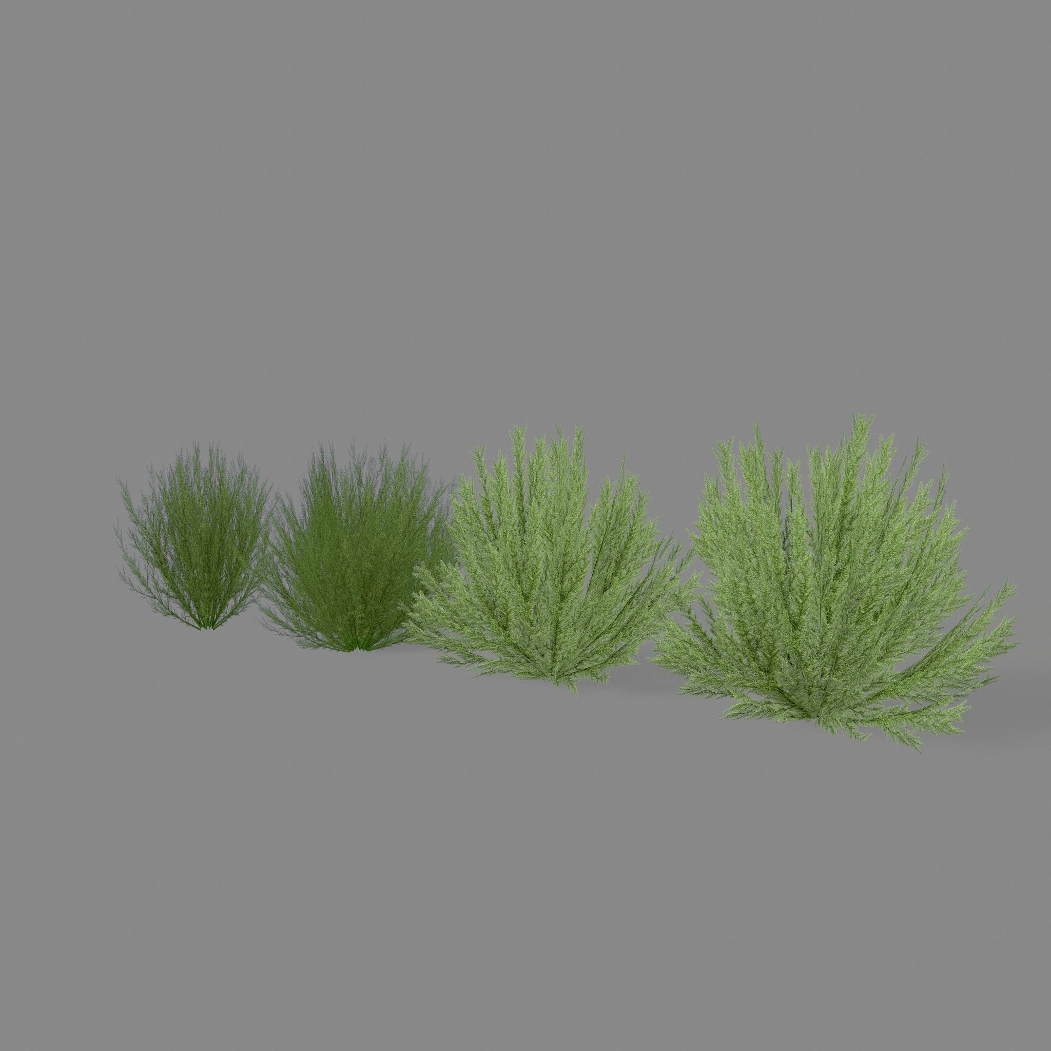 Shrub Rosmarinus 1 Low-poly 3D model_7