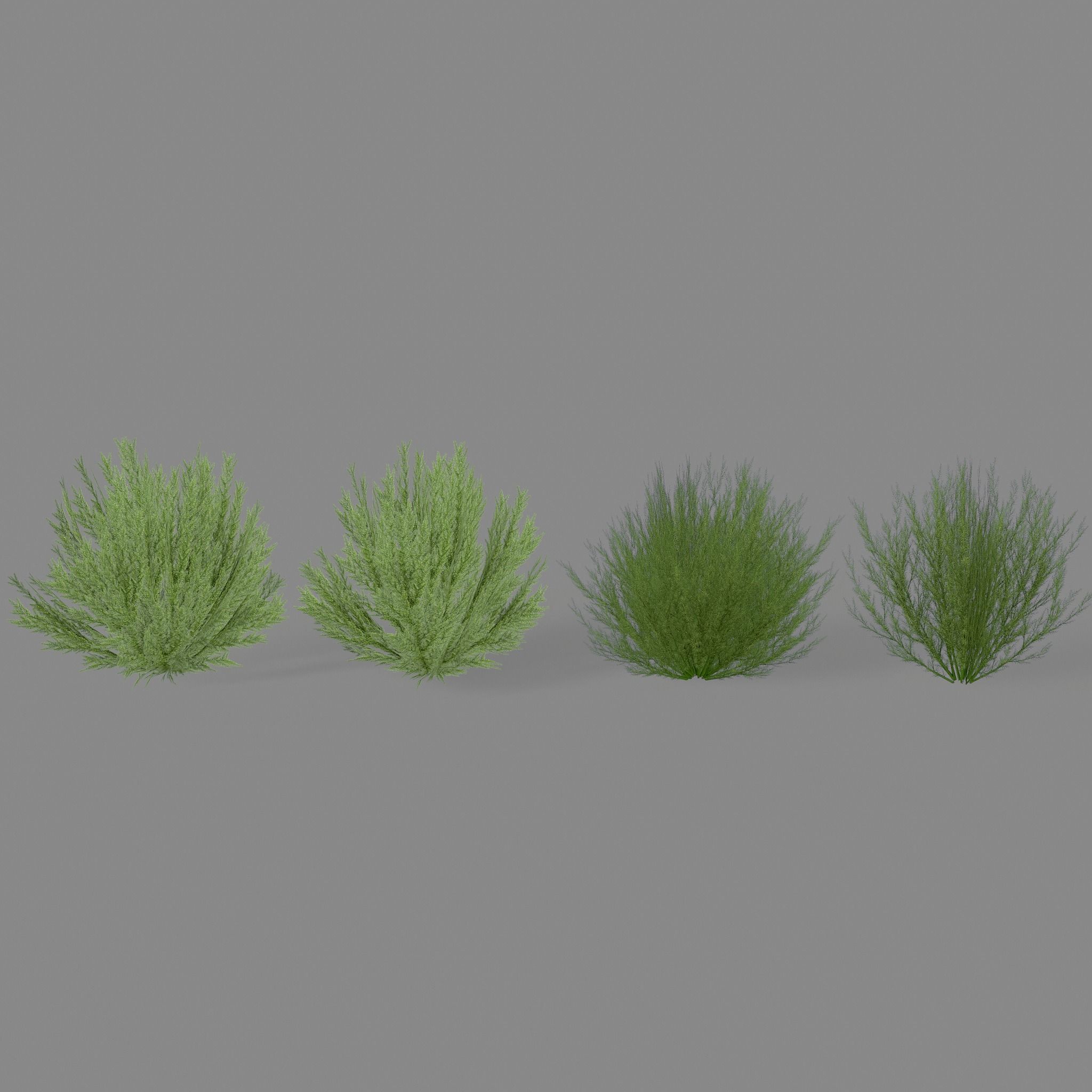 Shrub Rosmarinus 1 Low-poly 3D model_6