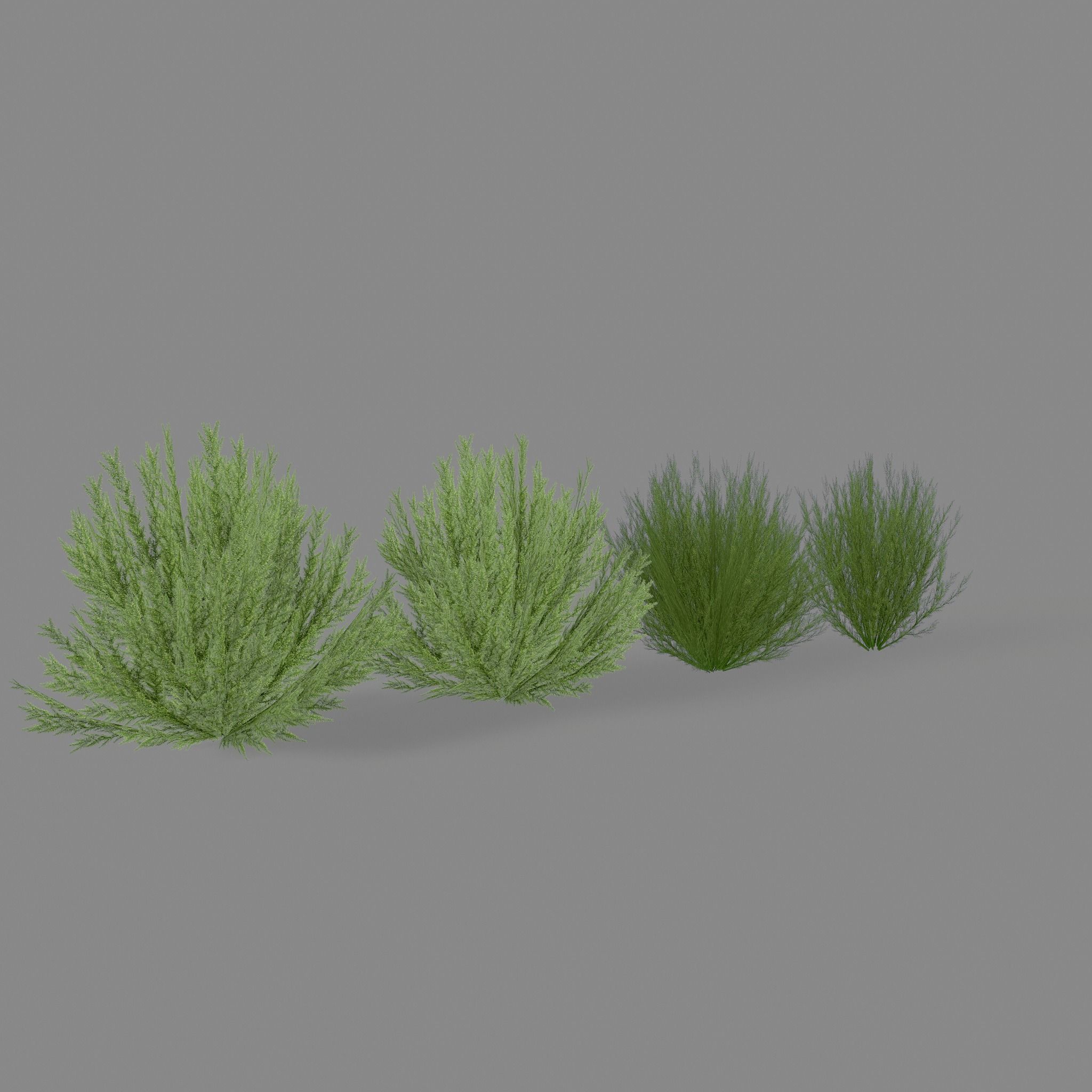 Shrub Rosmarinus 1 Low-poly 3D model_5