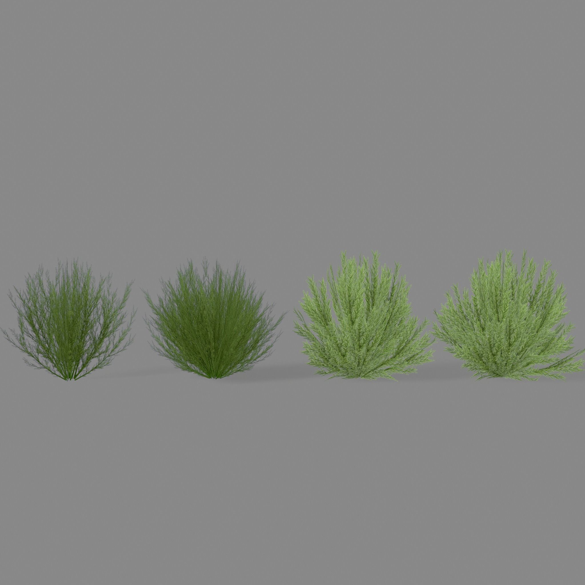 Shrub Rosmarinus 1 Low-poly 3D model_9