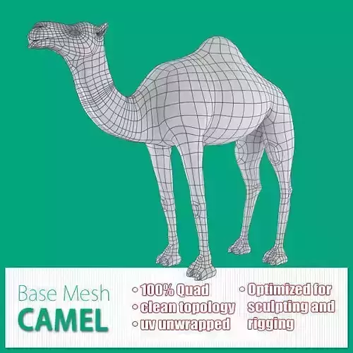 Camel Base Mesh