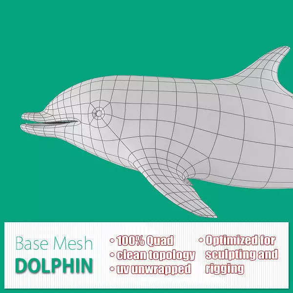 Dolphin Base Mesh Low-poly 3D model_0