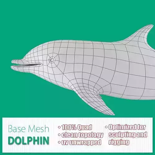 Dolphin Base Mesh Low-poly 3D model