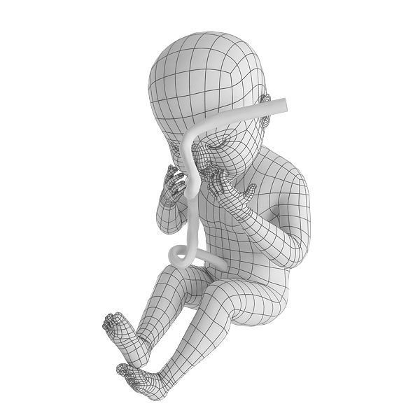 Human Fetus Low-poly 3D model_2