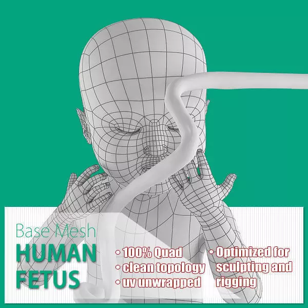 Human Fetus Low-poly 3D model_0