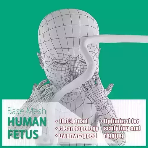 Human Fetus Low-poly 3D model