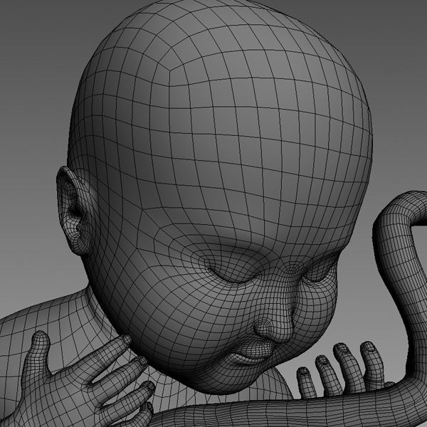Human Fetus Low-poly 3D model_5