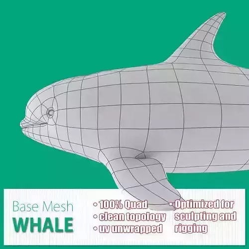 Whale Base Mesh