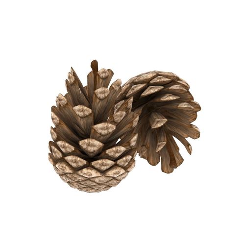 Pine cone 3D model