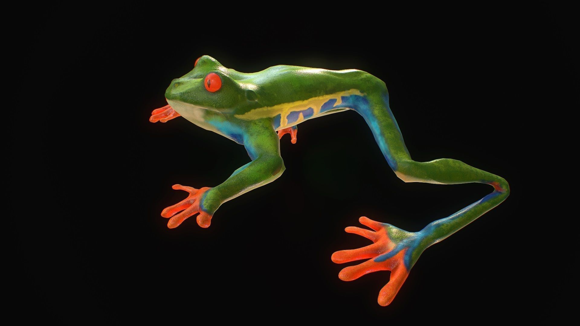 Low poly tree frog Hylidae amphibian model Low-poly 3D model_2