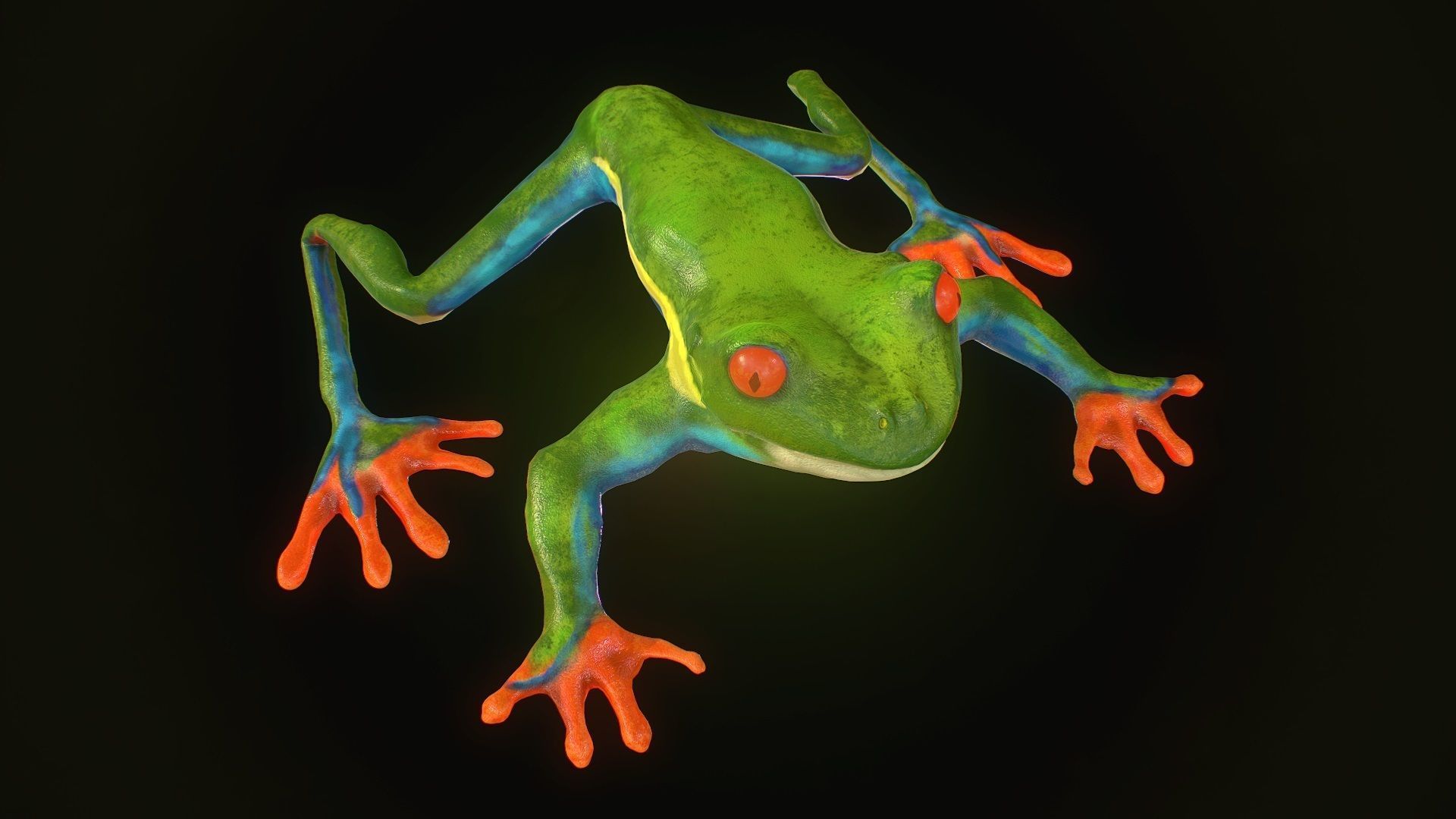 Low poly tree frog Hylidae amphibian model Low-poly 3D model_1