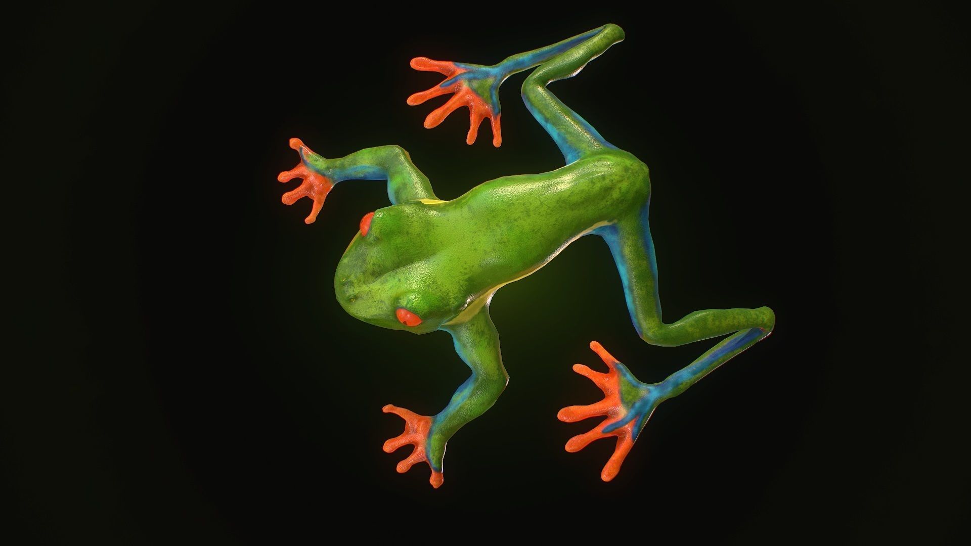 Low poly tree frog Hylidae amphibian model Low-poly 3D model_3