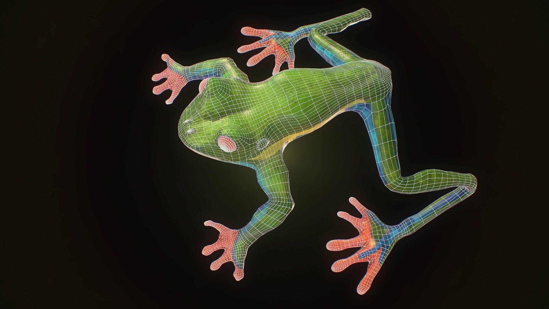 Low poly tree frog Hylidae amphibian model Low-poly 3D model_8