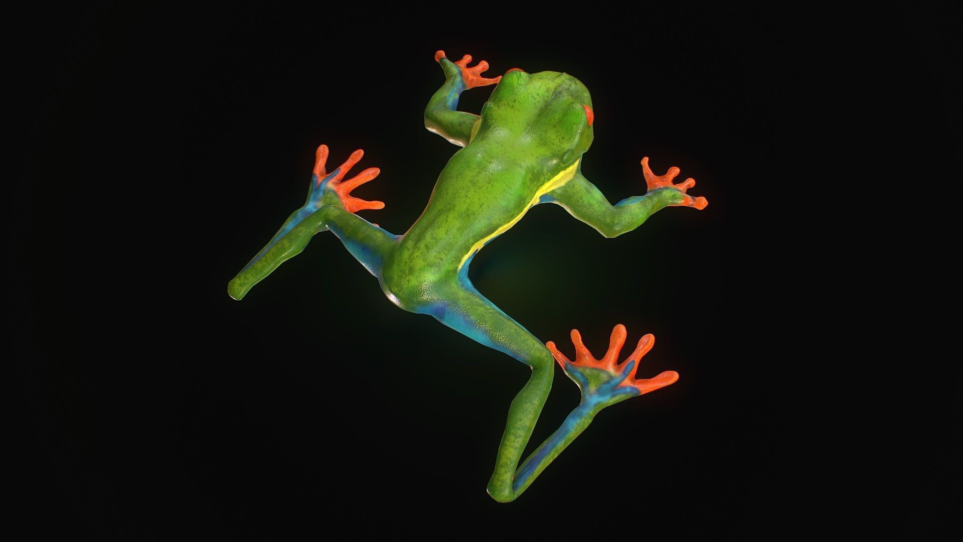 Low poly tree frog Hylidae amphibian model Low-poly 3D model_4