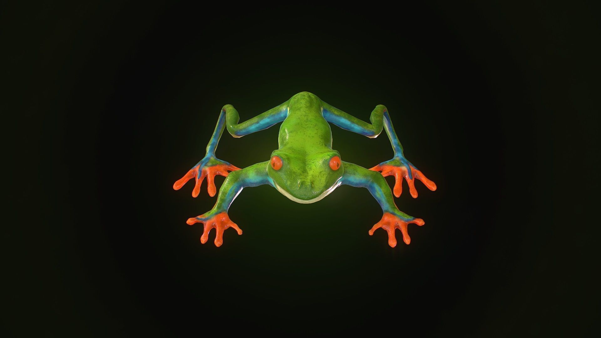 Low poly tree frog Hylidae amphibian model Low-poly 3D model_7