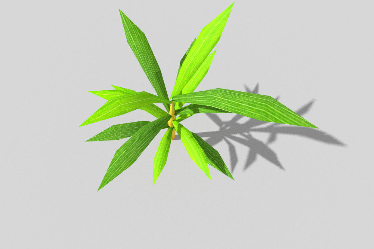 low poly beach plant Low-poly 3D model_4