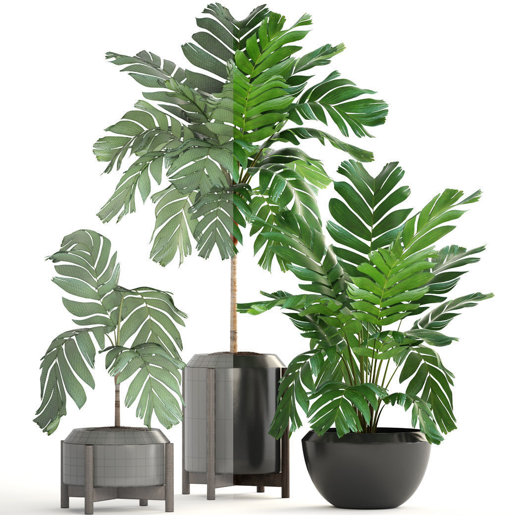 Collection of plants Palms caryota and chamedorea set 3D model_3
