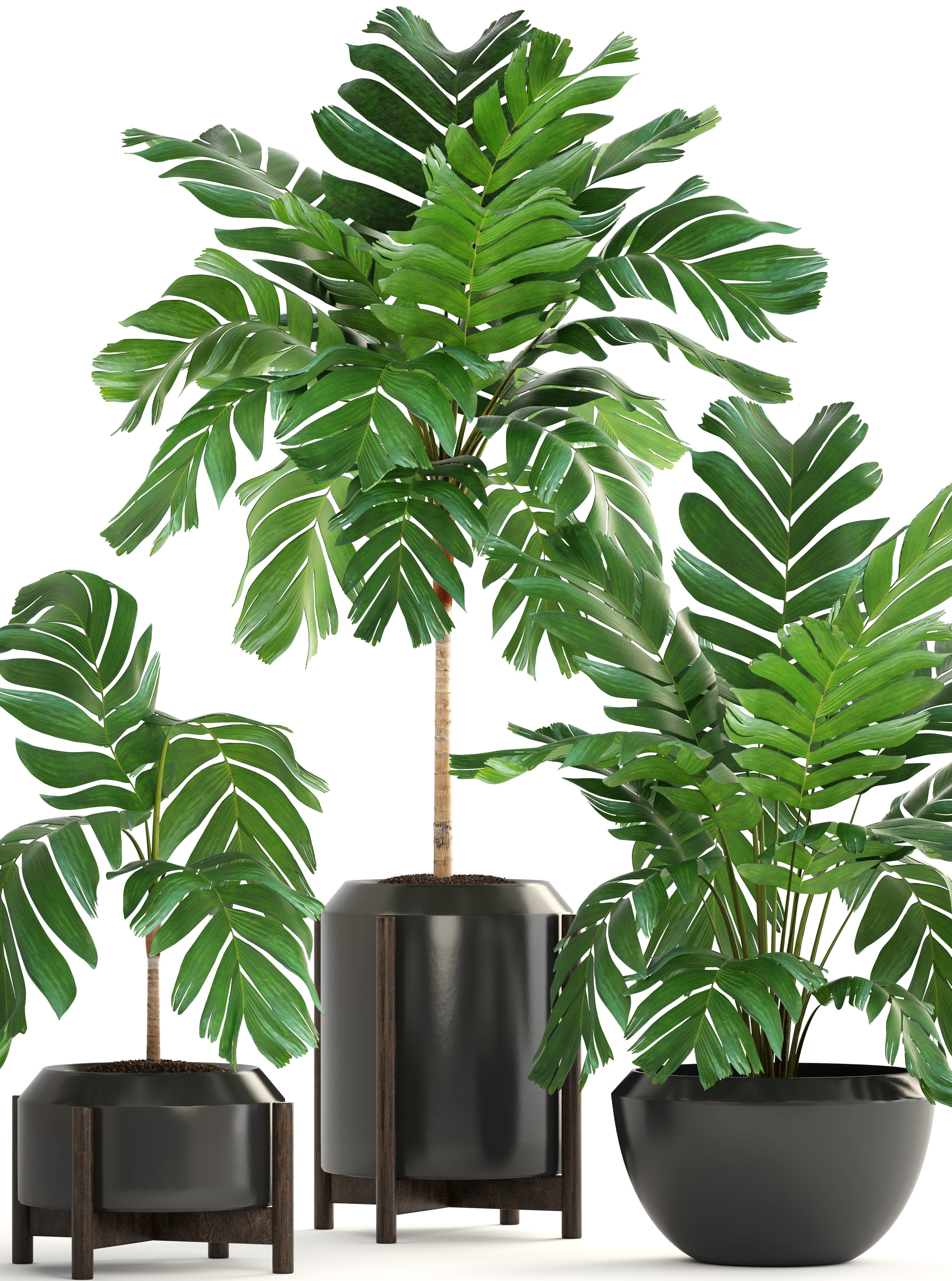 Collection of plants Palms caryota and chamedorea set 3D model_9