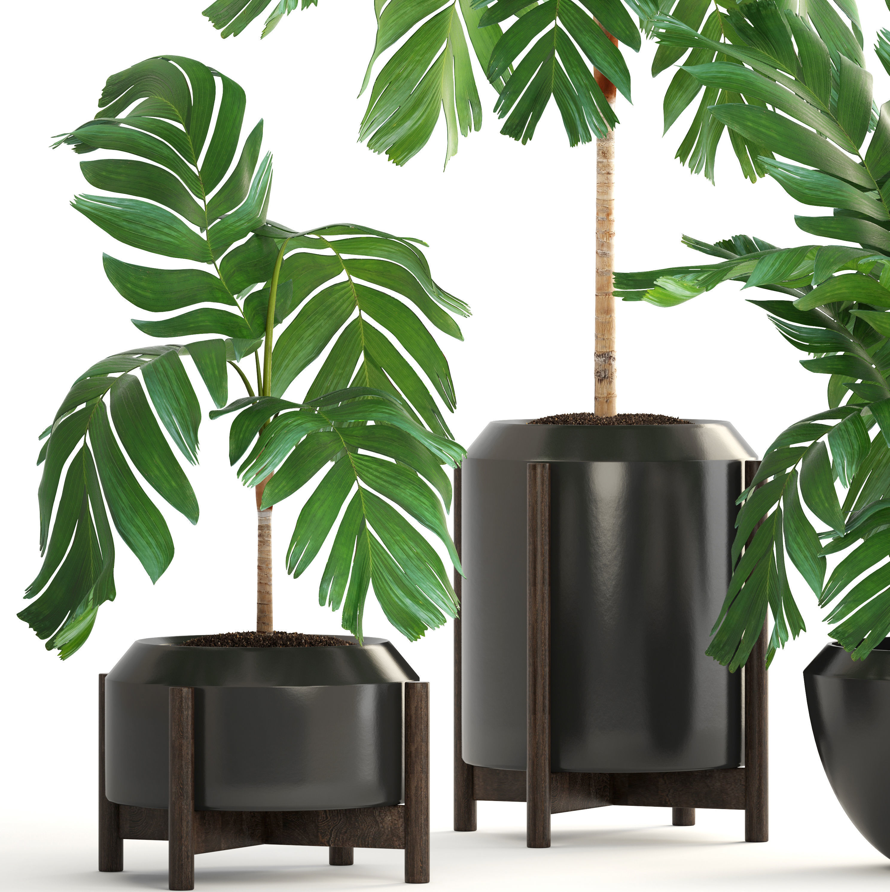 Collection of plants Palms caryota and chamedorea set 3D model_1