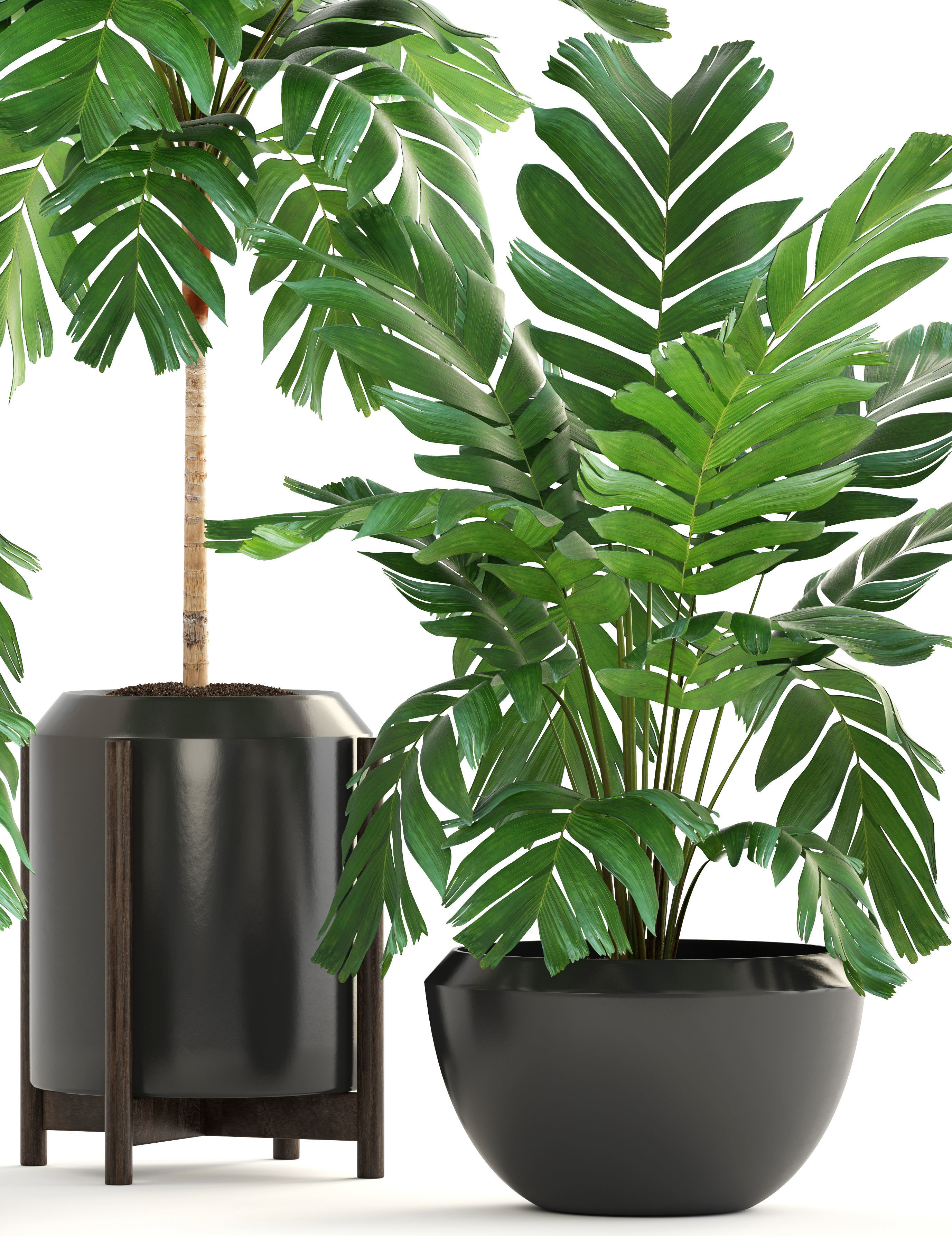 Collection of plants Palms caryota and chamedorea set 3D model_4