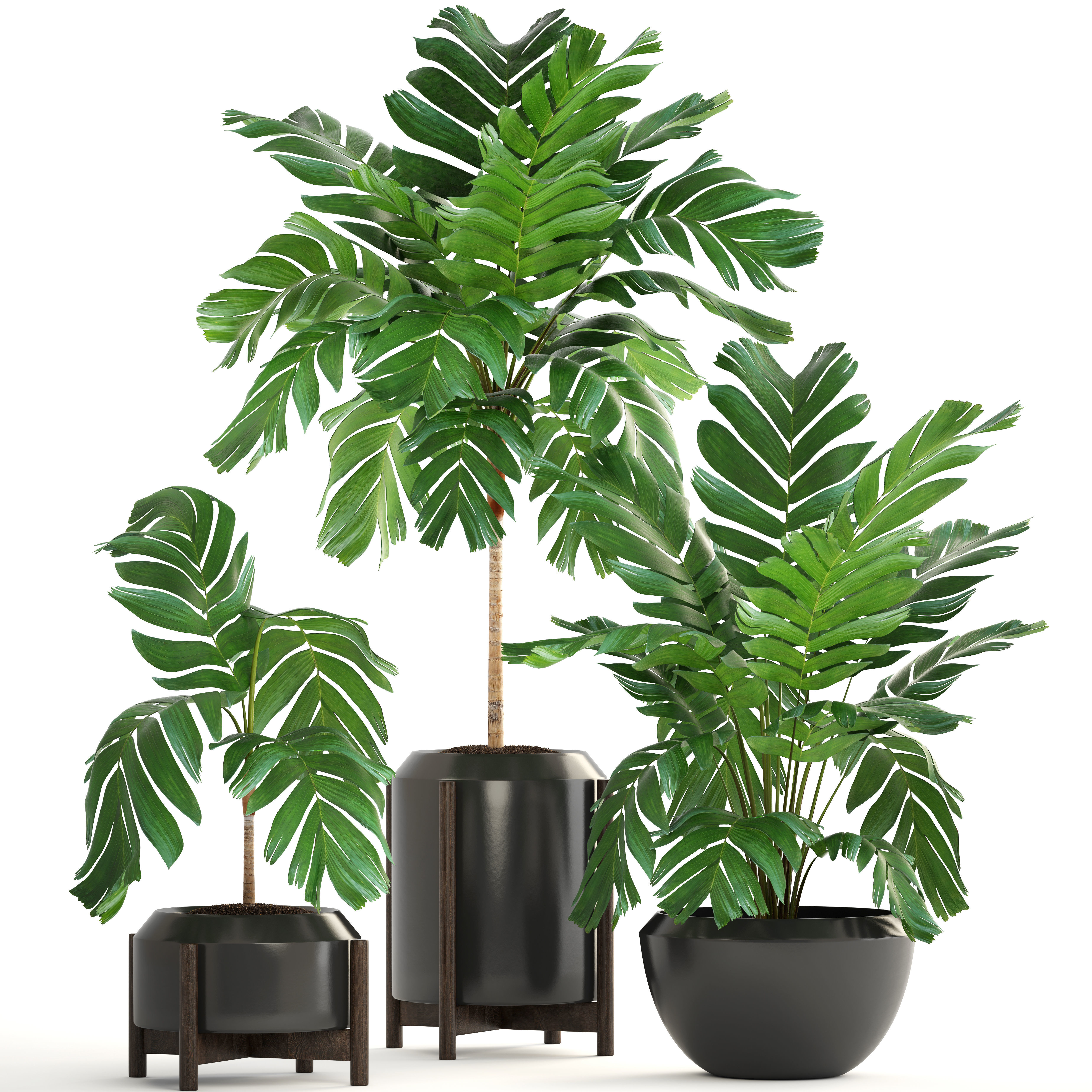 Collection of plants Palms caryota and chamedorea set 3D model_2