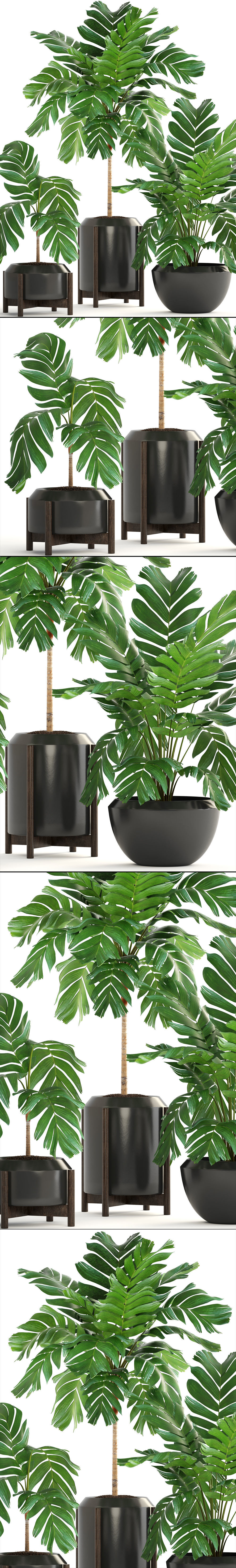 Collection of plants Palms caryota and chamedorea set 3D model_10