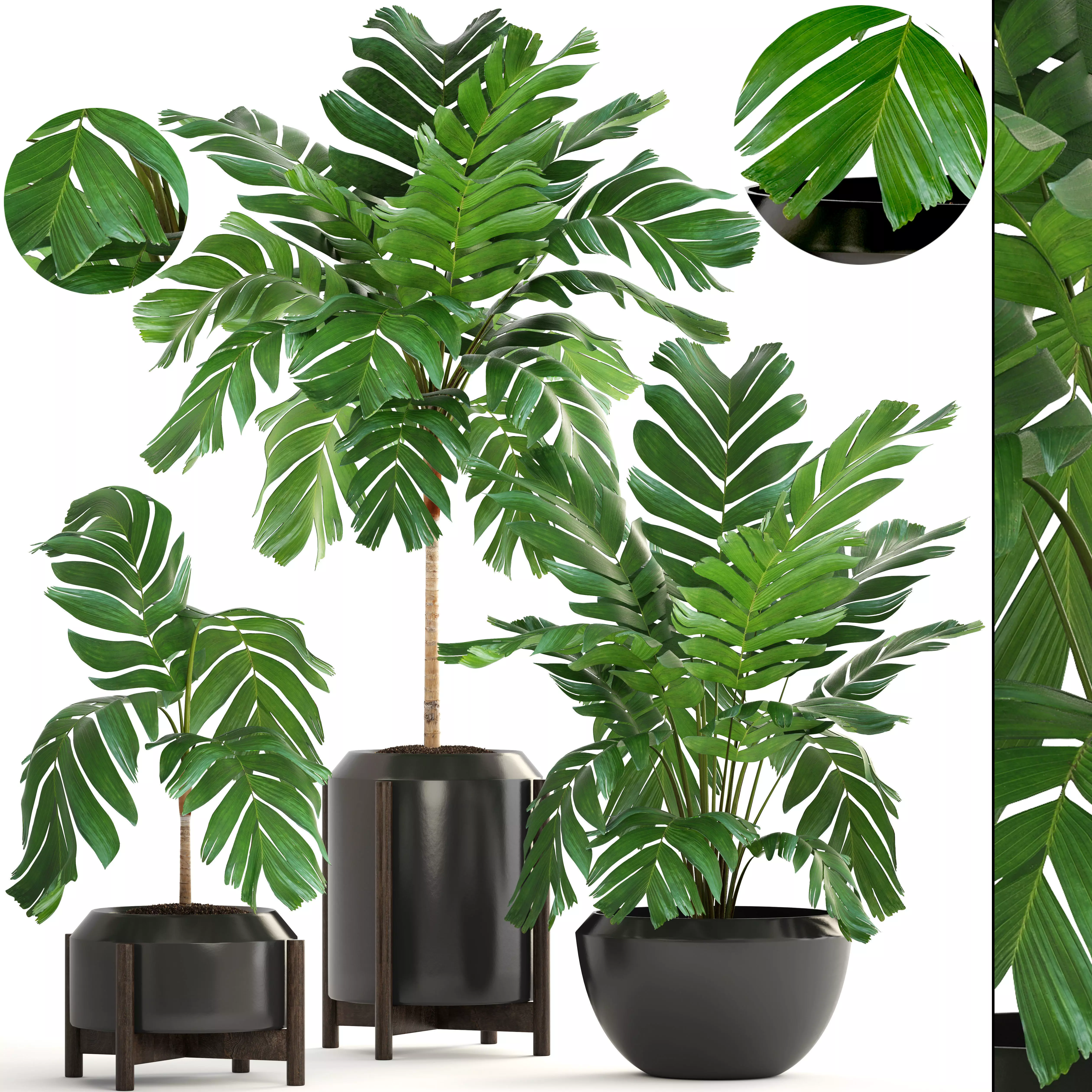 Collection of plants Palms caryota and chamedorea set 3D model_0