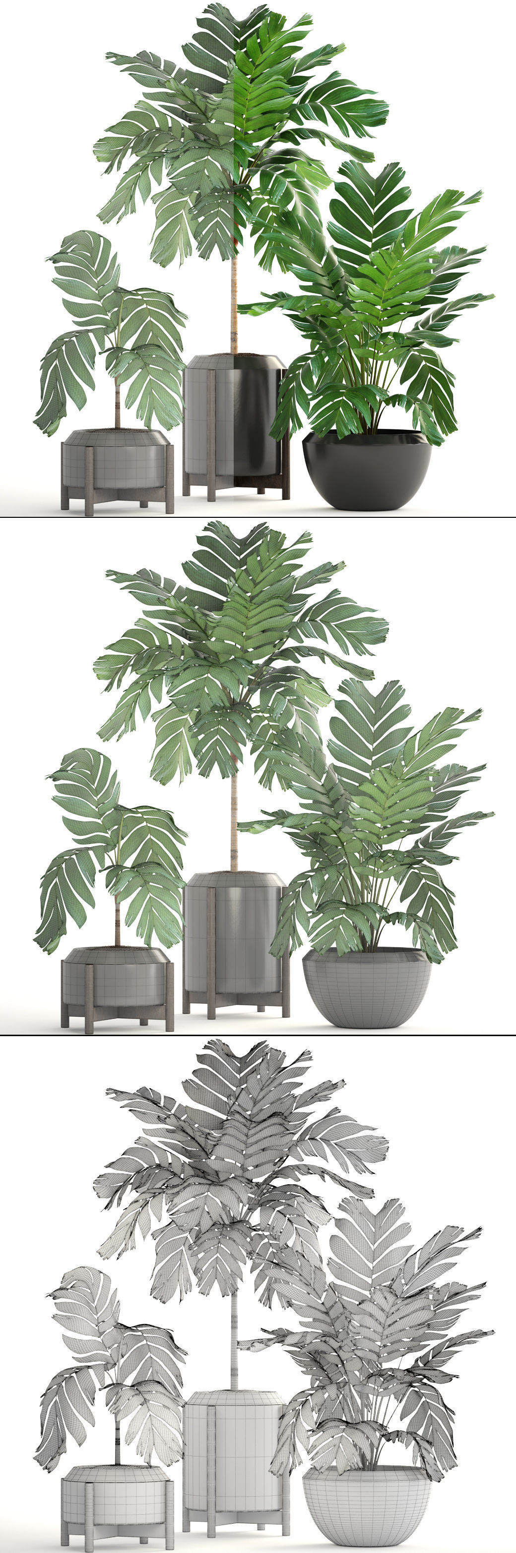 Collection of plants Palms caryota and chamedorea set 3D model_8