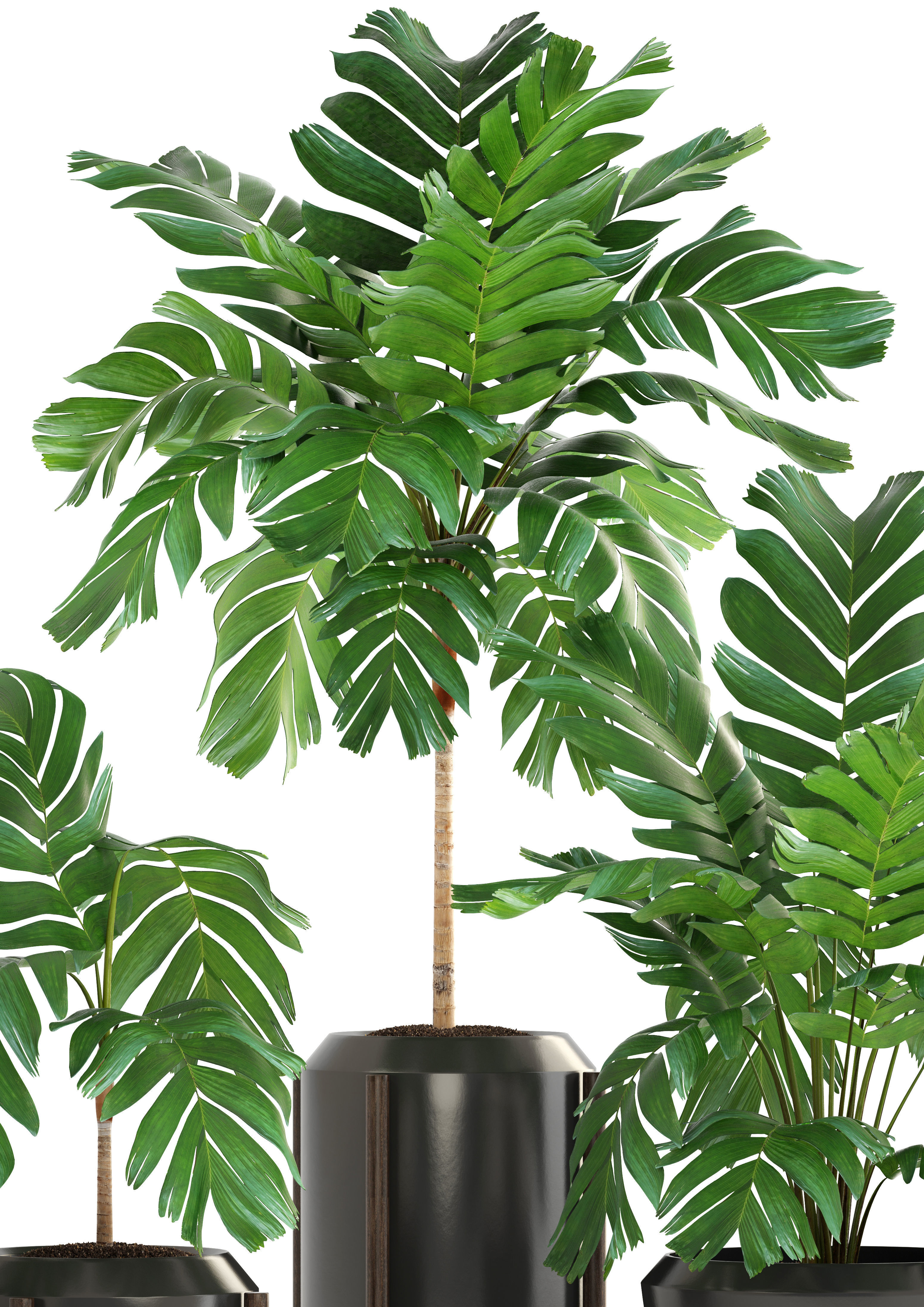 Collection of plants Palms caryota and chamedorea set 3D model_11