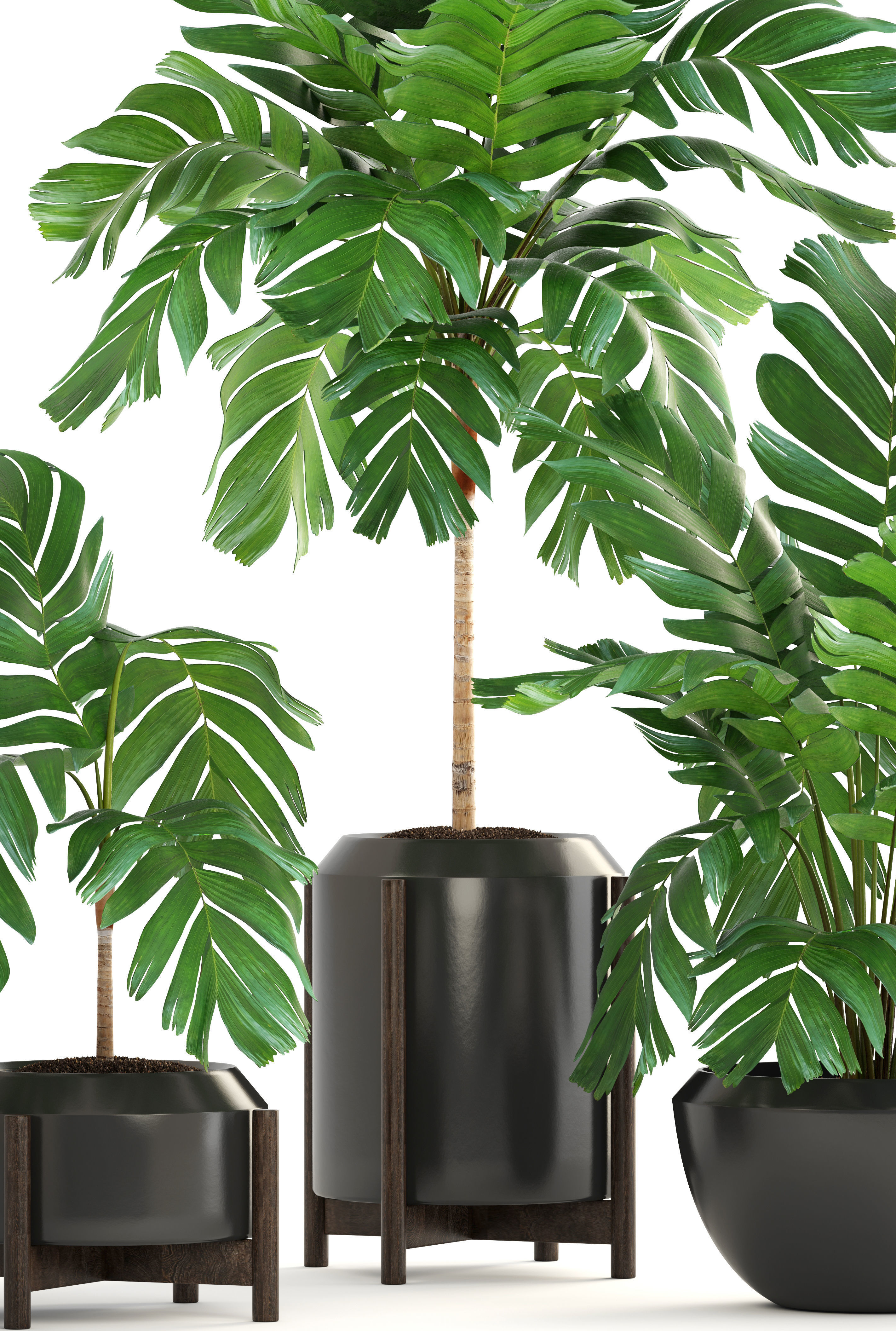 Collection of plants Palms caryota and chamedorea set 3D model_7