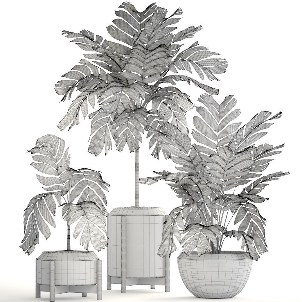 Collection of plants Palms caryota and chamedorea set 3D model_6
