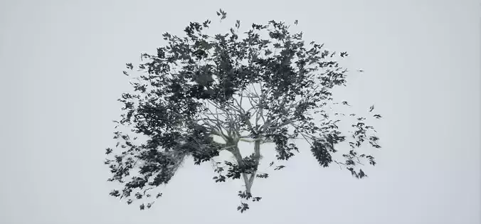 Tree Acacia Old Low-poly 3D model