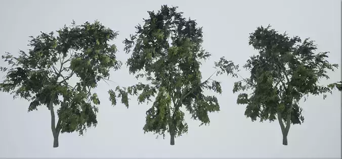 Tree Open Low-poly 3D model