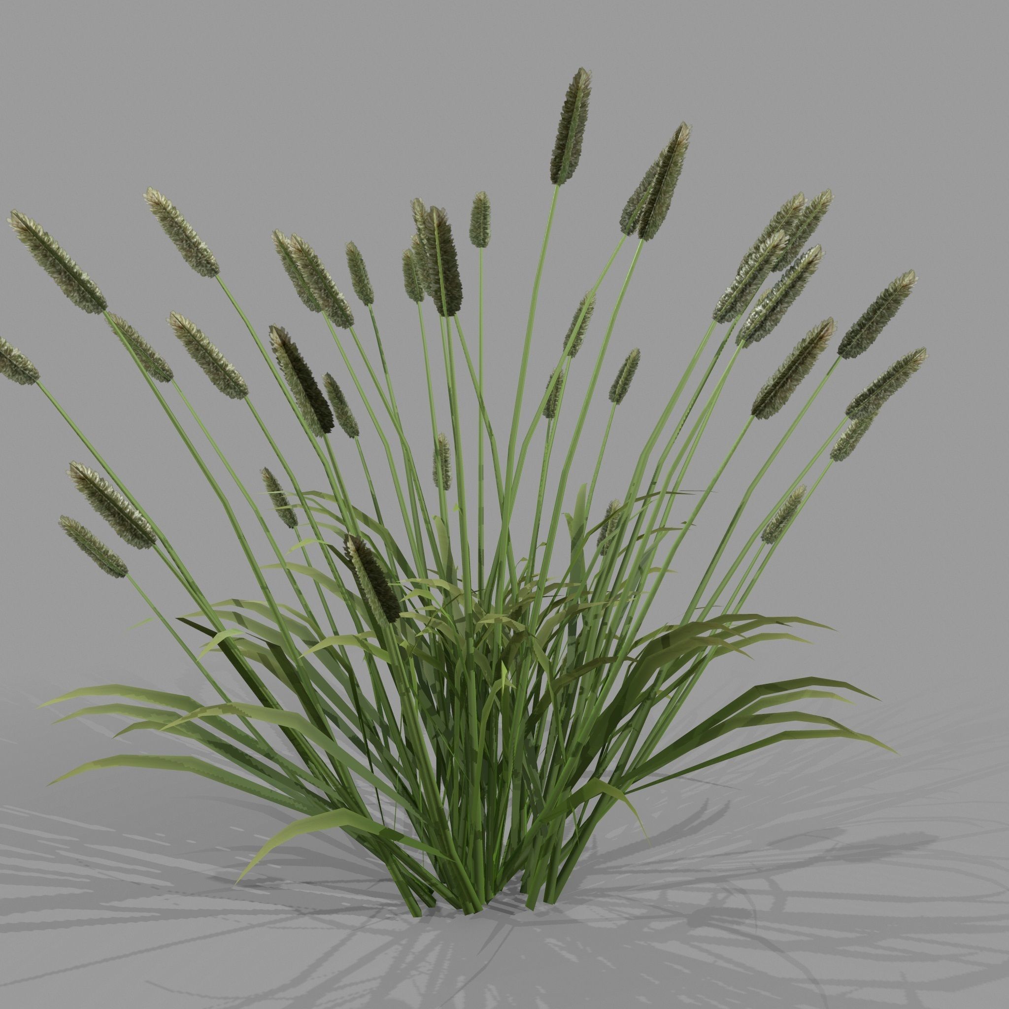 Shrub 2 tall grass Low-poly 3D model_2